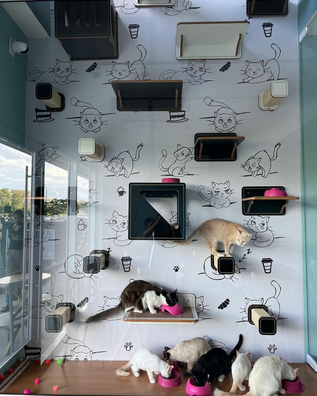 Les chats2