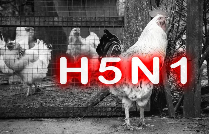 h5n1