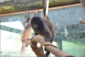 prego-de-crista-sapajus