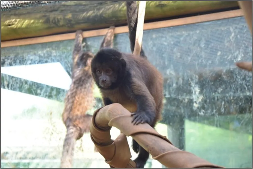 prego-de-crista-sapajus