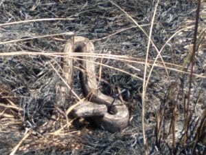 IMG-20230629-WA0035(1)