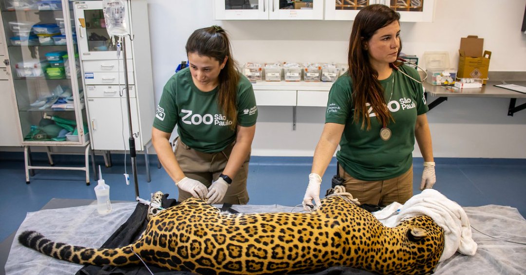 Onça-pintada realiza transfusão de sangue inédita no Brasil: um marco para a veterinária nacional