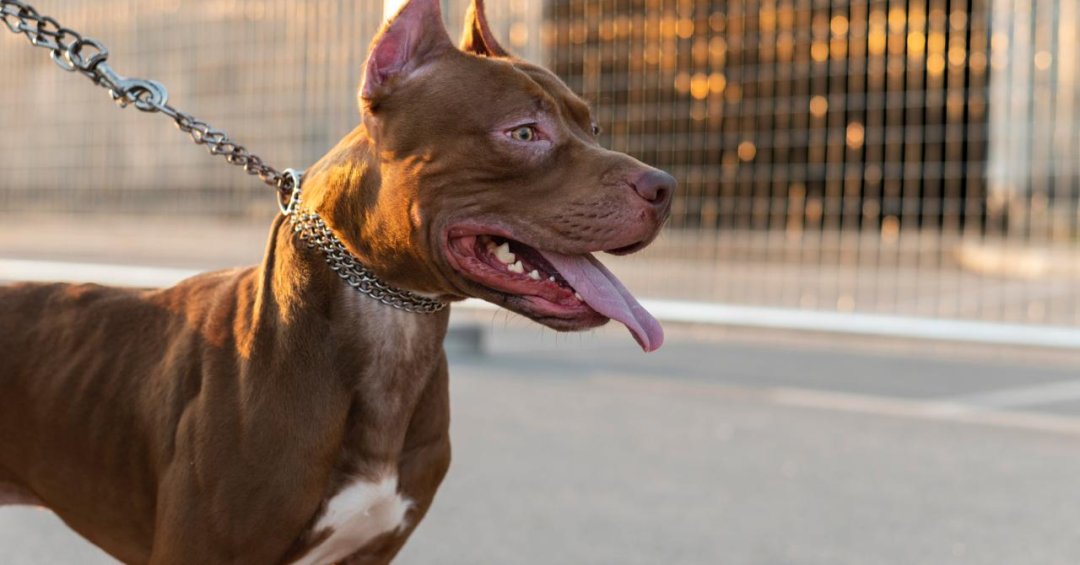 Como agir em casos de ataques de pitbulls e outros cães: saiba como se proteger e agir corretamente