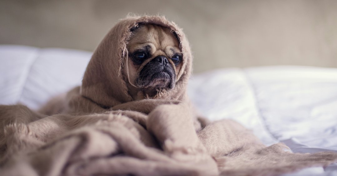 Braquicefalia em pets: conheça os riscos e cuidados essenciais