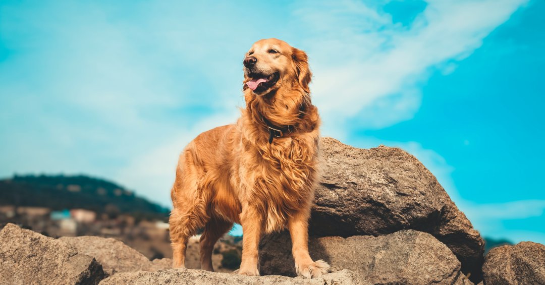 Por que os golden retrievers têm mais risco de câncer e como protegê-los
