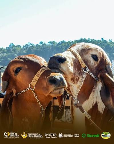 Macaé distribuirá R$ 88 mil em prêmios no 42º Concurso Leiteiro em sua Expo 2026