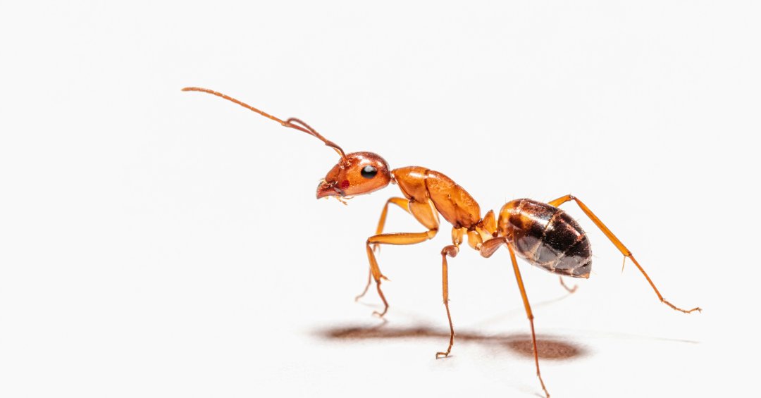 Soluções Naturais para Controlar Infestações de Formigas em Casa