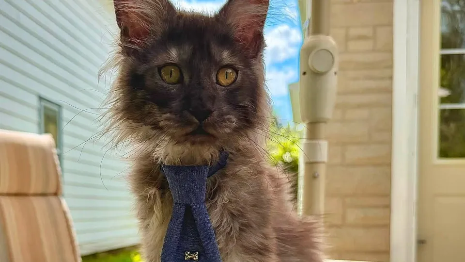 Gato Maine Coon com 29 Dedos Bate Recorde Mundial no Guinness