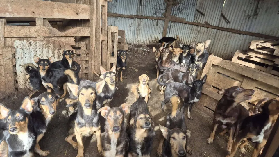 Animais Resgatados de Condições Deploráveis na França